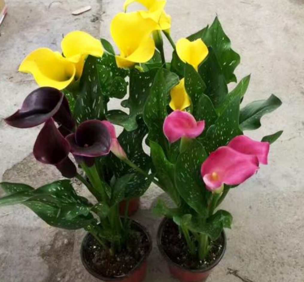 马蹄莲开完花以后该如何做,马蹄莲的养护要点和方法是什么