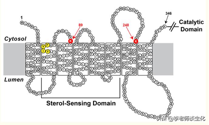 胆固醇合成酶有哪些,胆固醇合成过程进行限制作用