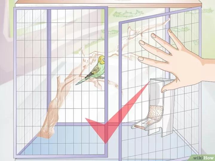 外国虎皮鹦鹉喂养视频,两个月的虎皮鹦鹉喂养