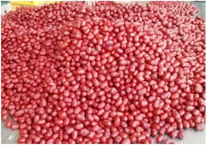 楼兰果业董事长张新政,新疆楼兰果业股份有限公司张新政