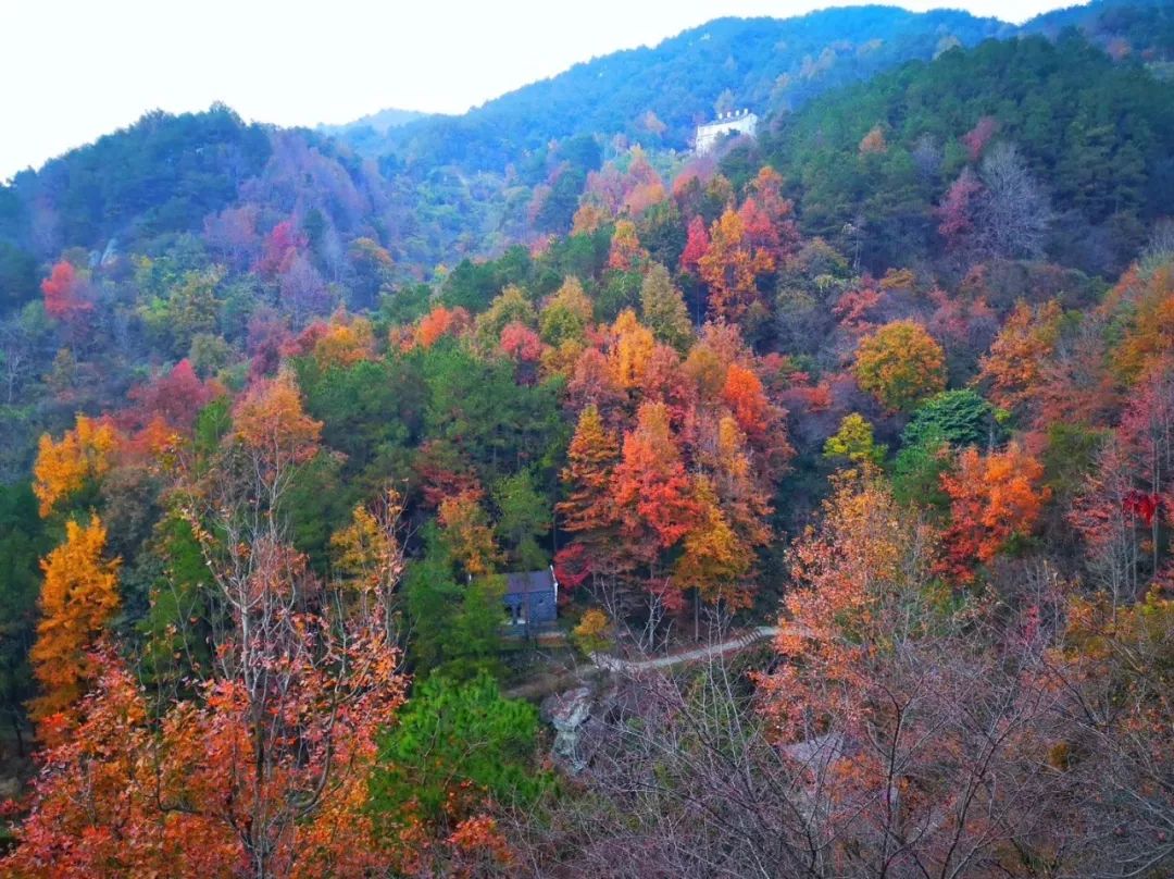 秋天赏枫叶好去处,赏红叶正当时
