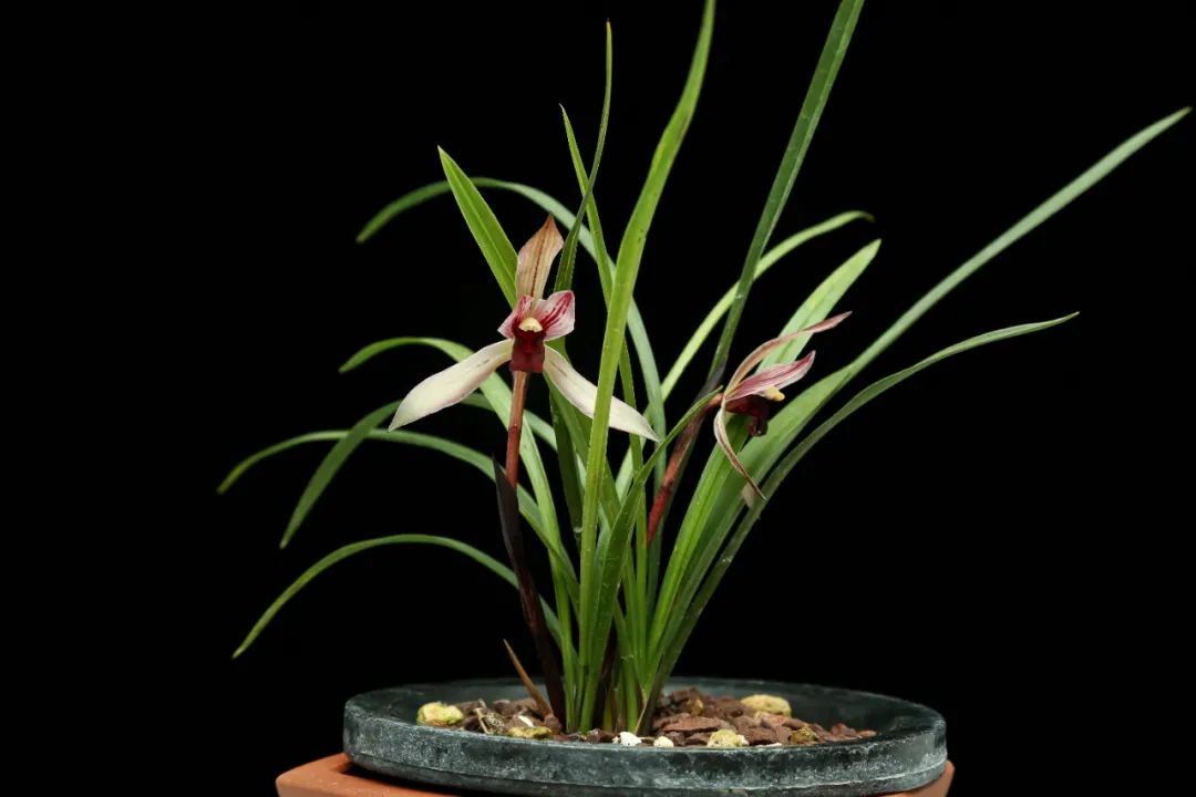 幽兰之风丨兰花种种风情这都有