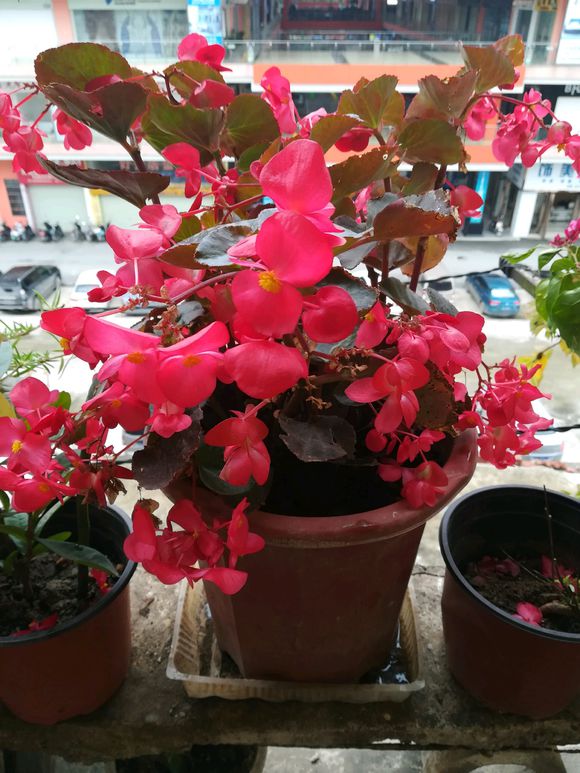 四季海棠花瓣变软怎么办,四季海棠焦边是怎么回事