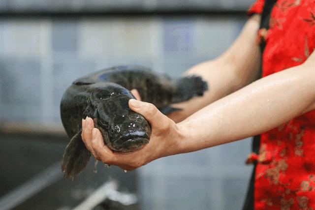 合肥这些店做的鱼，会让你以为上辈子是只猫