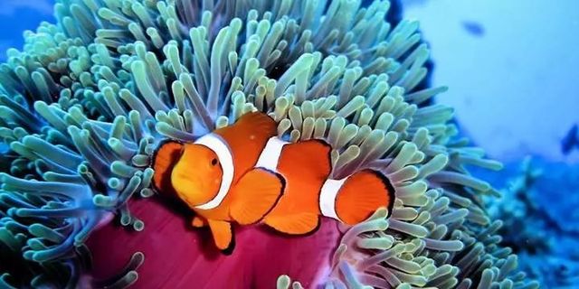 酷潜潜水普吉岛,普吉岛潜水不会游泳可以潜吗