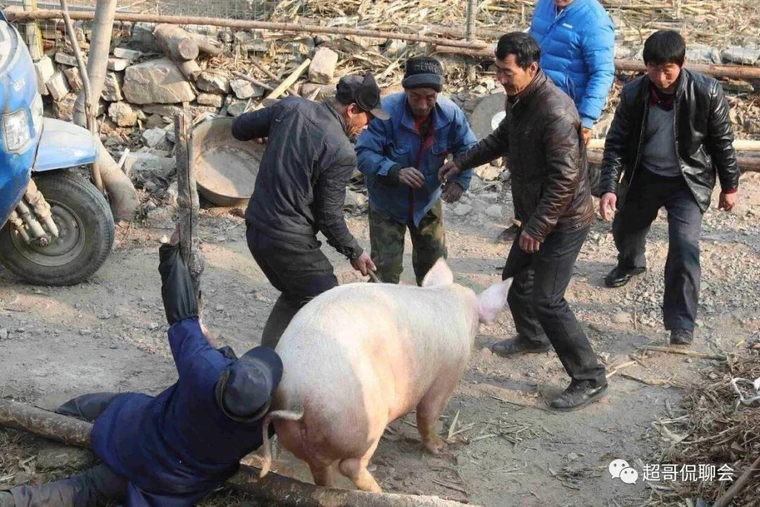 记录农村杀年猪的生活场景,记忆里的杀年猪是怎样的