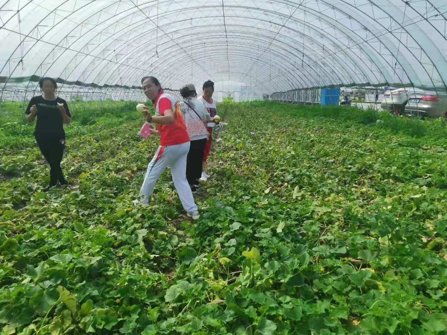 黑龙江省肇东市最美乡村瓜节飘香醉游人