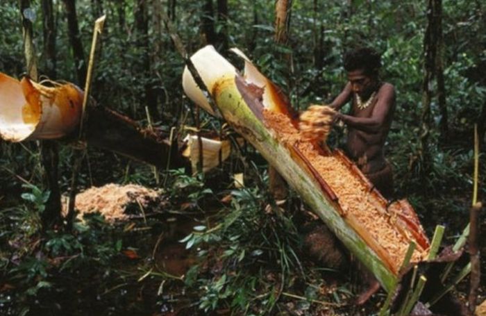 世界上淀粉最高的树,砍上一棵半年不用买米,最适合吃软饭的人