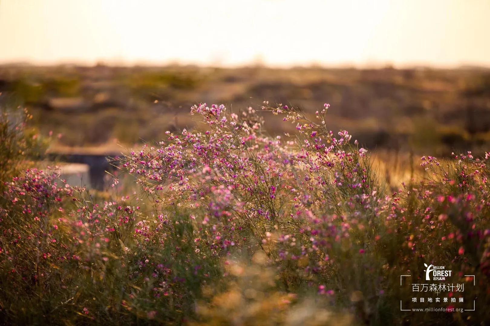 霉霉中国粉丝感谢信,老霉taylorswift