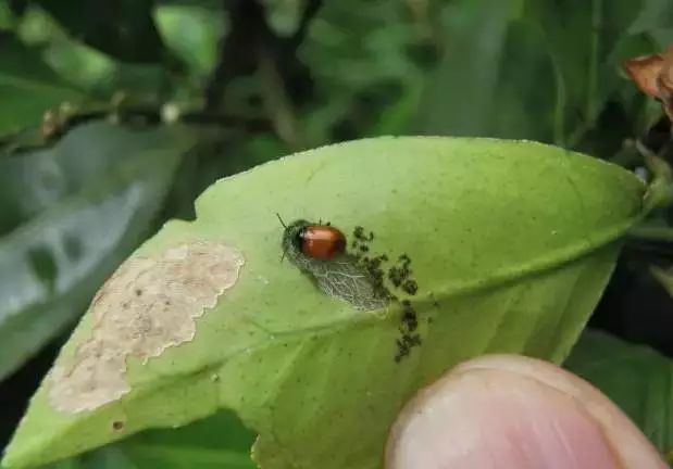 柑橘12月有什么病害虫害,柑橘全年病害虫害最新防治方法