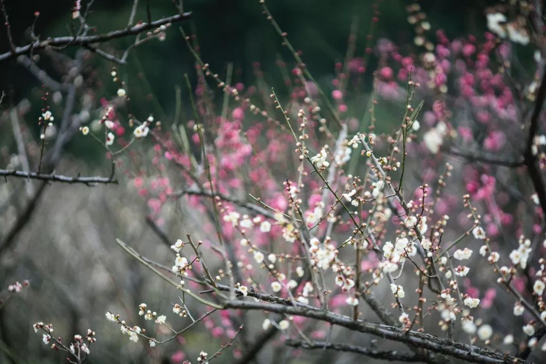 江南三大梅园,杭州江南三大梅花