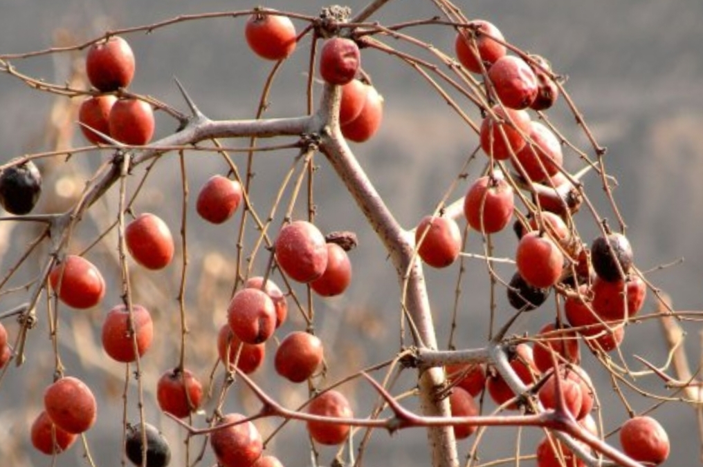 酸枣仁虽然可以卖到2.5元一斤，但是*力暴**采摘会让其命运多舛