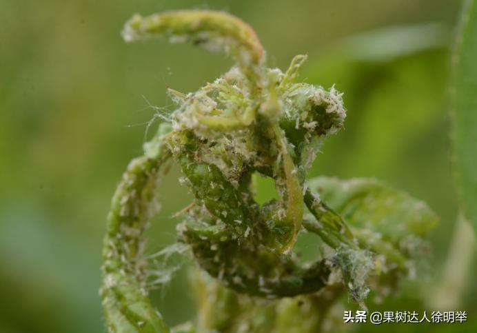 蚜虫防治药剂分析科学选择,小虫之王蚜虫怎么防