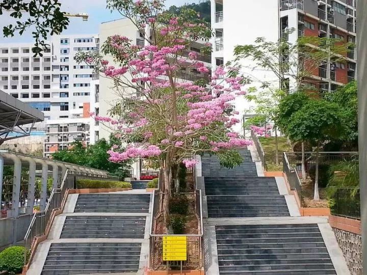 “在红岭中学就读是一种怎样的体验?”