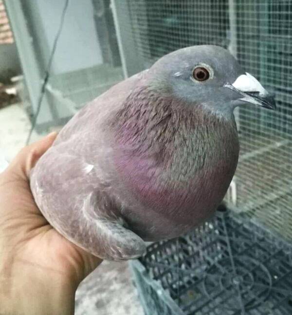 信鸽治疗鸽痘用什么药好得快,小鸽子得了鸽痘应该怎么治疗