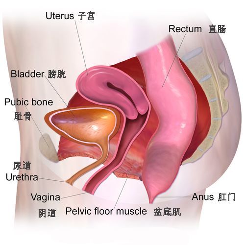 产后骨盆和盆底肌修复有必要做吗,产后骨盆修复与盆底肌修复的区别