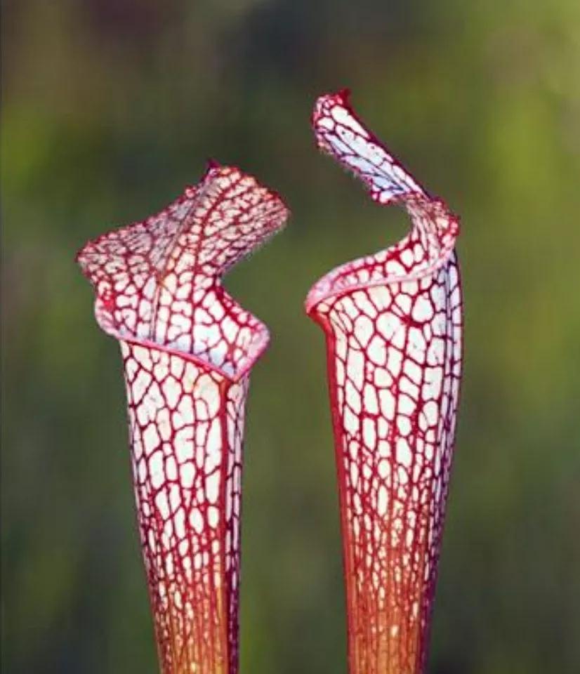 秋日私语：抬头一笑百媚生，美不惊人死不休的造型奇花