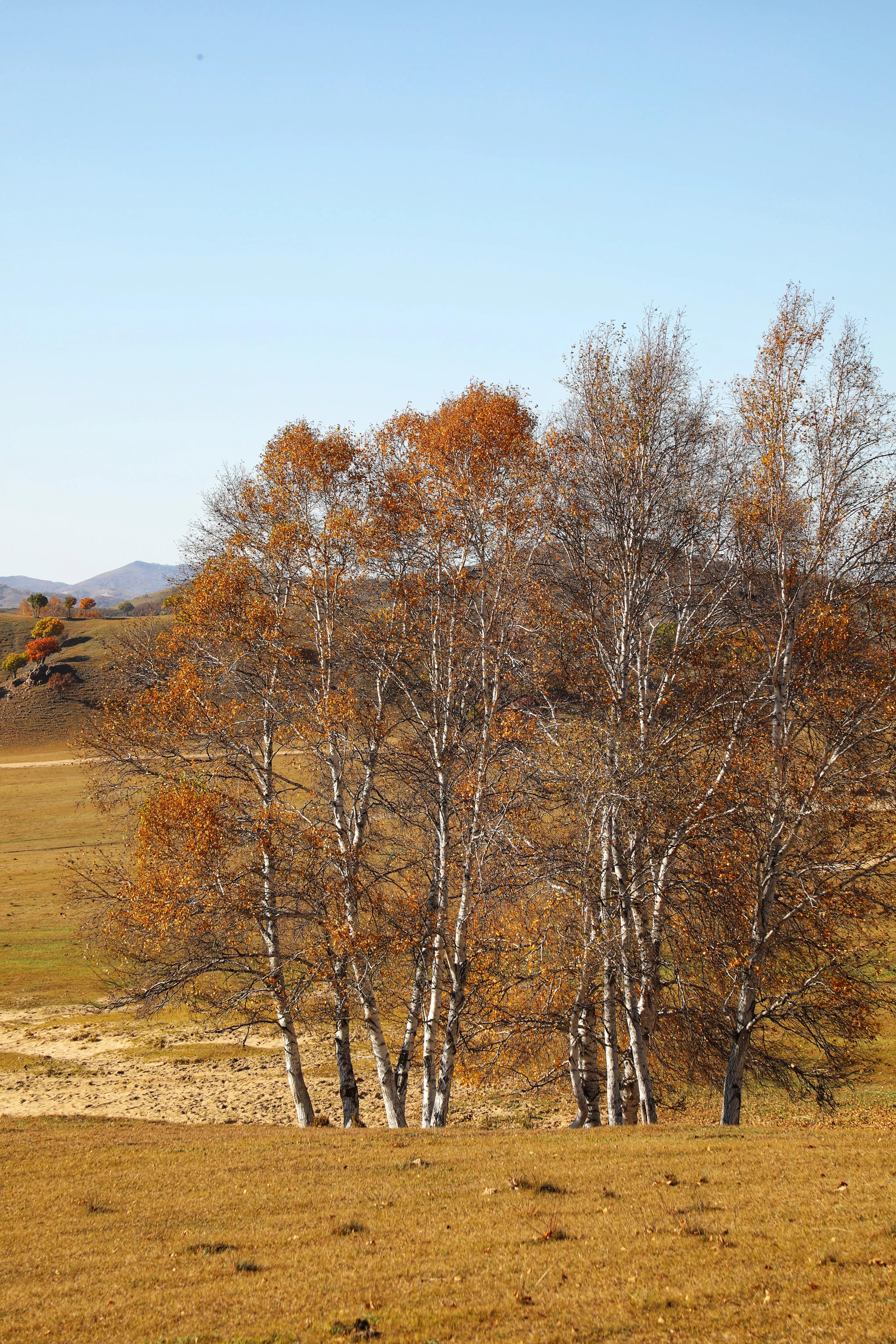 坝上秋色草原,坝上草原游记作文