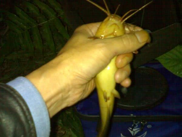 农村河沟里的塘角鱼,因其肉质细嫩,又非常好钓,深受人们喜爱