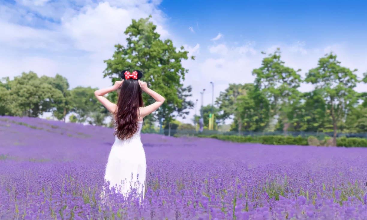 傍晚的普罗旺斯薰衣草花海,上海薰衣草花海普罗旺斯