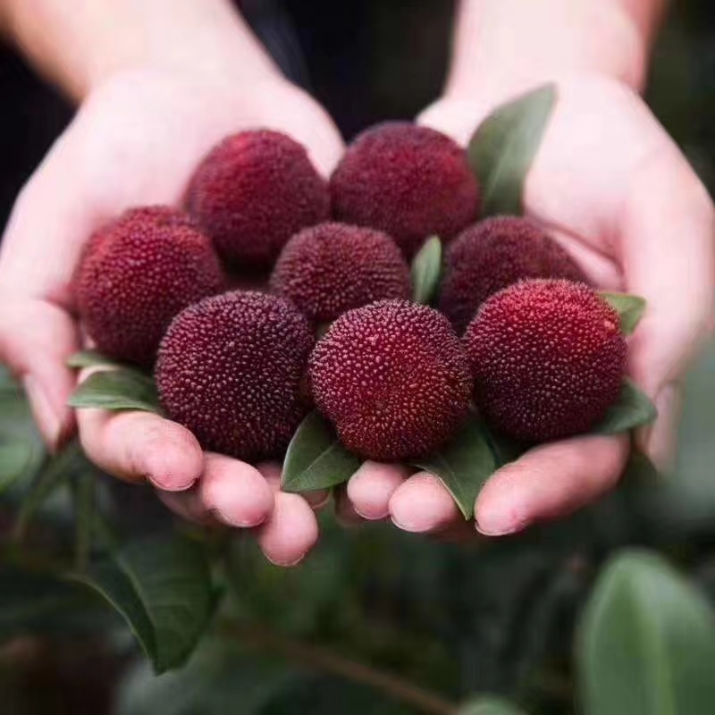 福建福安杨梅,福安杨梅基地在哪里