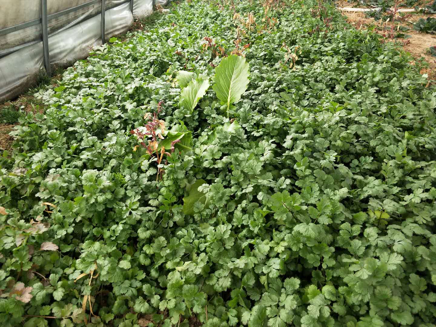 种香菜种子怎样处理,香菜种植前怎样处理出苗快