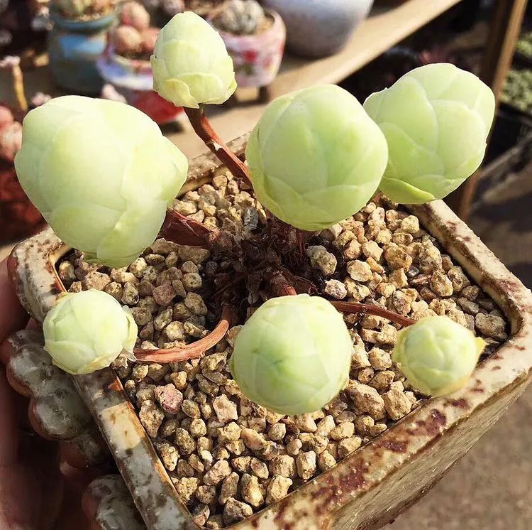 冬去春来,愿你无恙,疫情退去,养肉依旧!