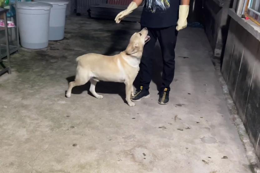 拉布拉多被卖到狗肉馆小主人哭,拉布拉多送狗肉馆被救下