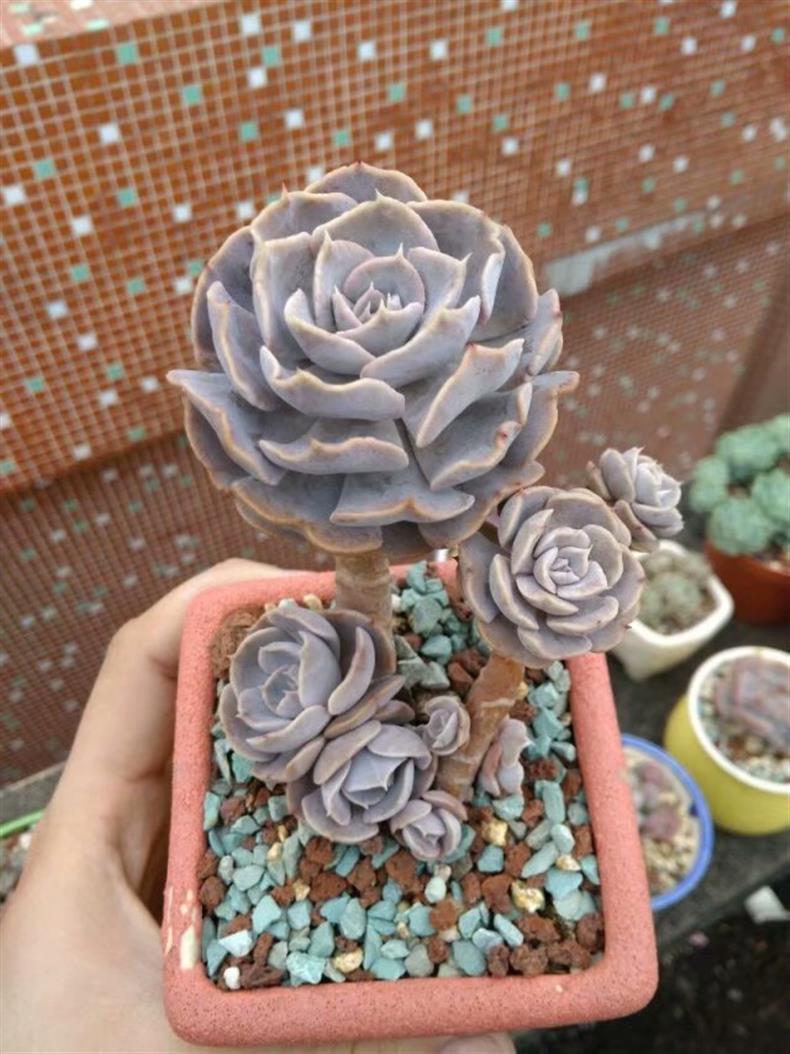 多肉老桩怎样养才粗壮,拇指盆多肉老桩