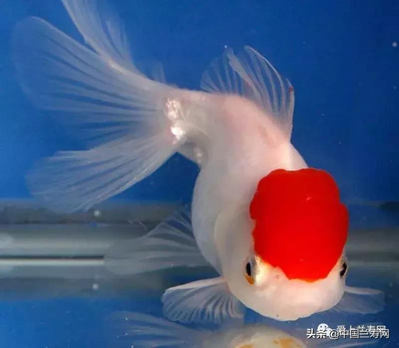 鹤顶红金鱼多久能长大,金鱼品种介绍之鹤顶红