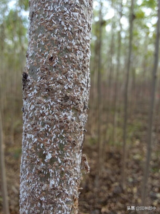 白蜡树秋季,白蜡观赏期