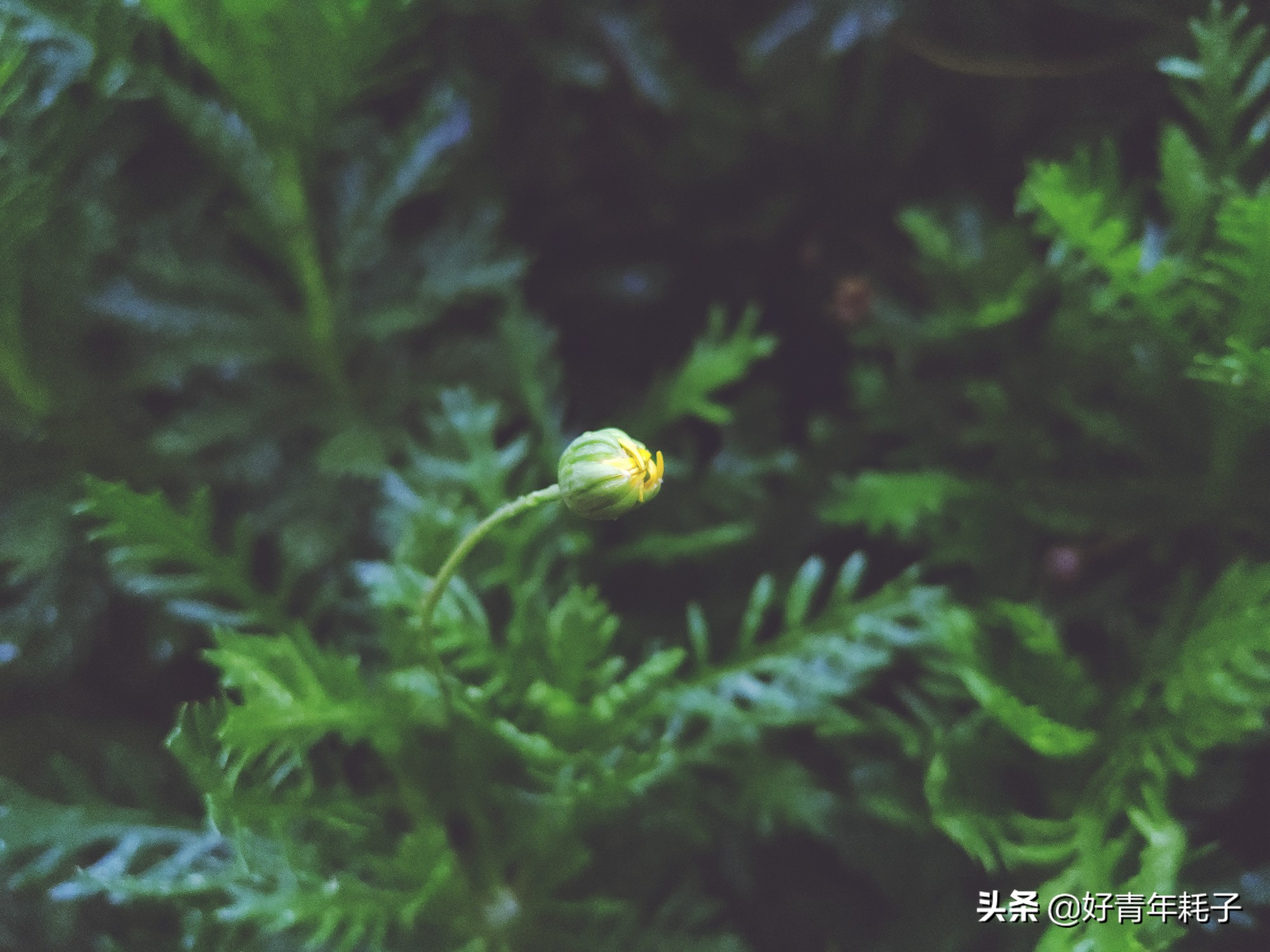 小米94800万像素拍照评测,小米cc9的相机是直出4800万吗