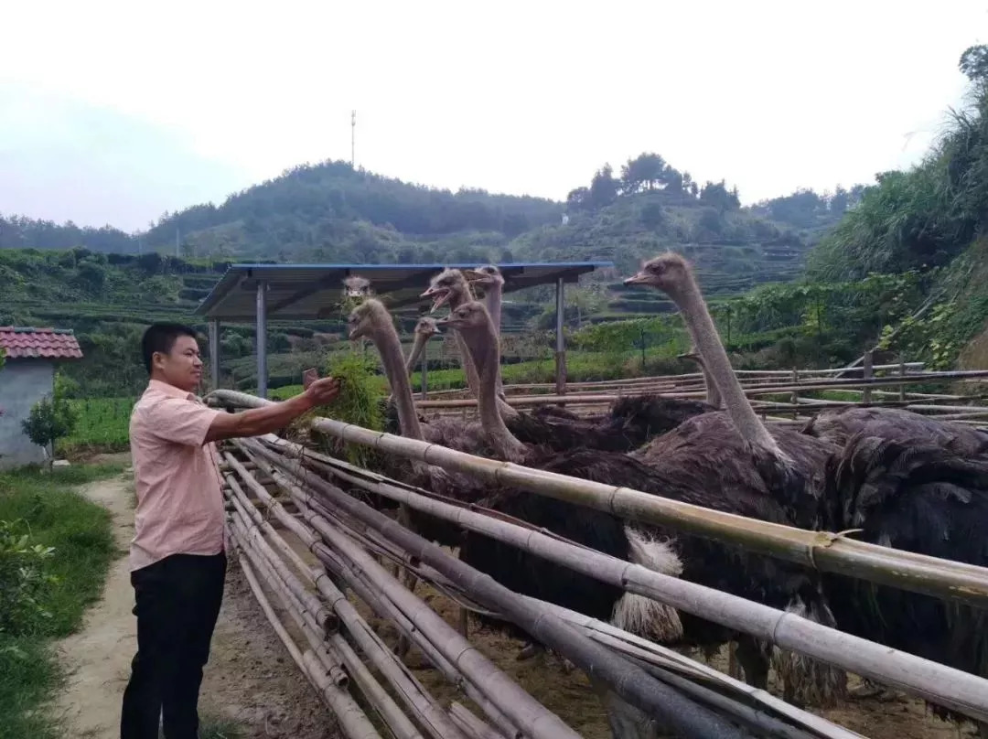 养殖鸵鸟致富,农村致富好帮手鸵鸟养殖