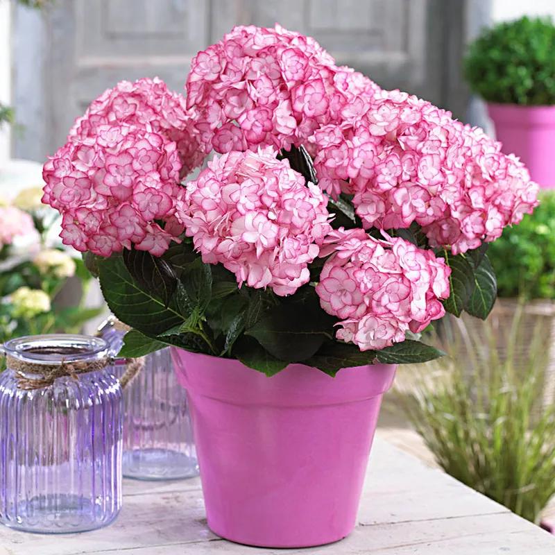 春季绣球叶子发皱怎么回事,夏季绣球老叶子都干枯怎么处理