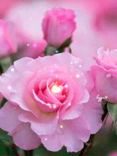 神秘的水中花,趣味神奇的水中花