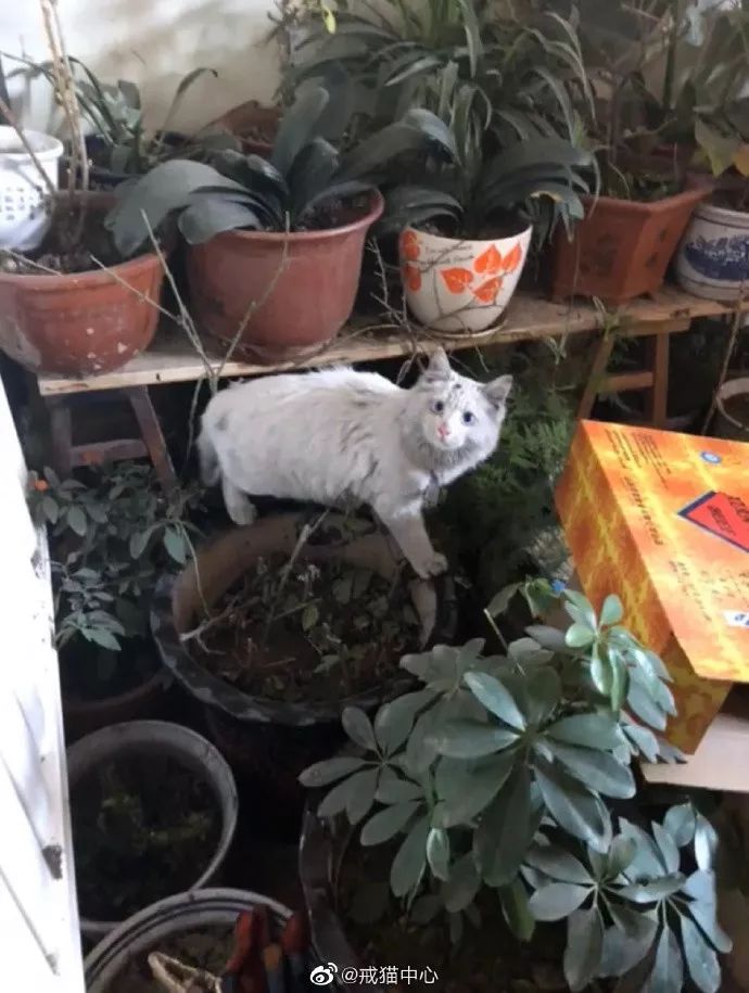 来玩个需要才华的好吧|冷段子1352去年今日995