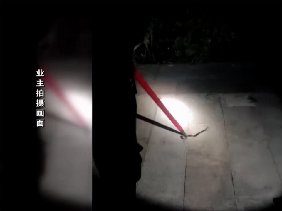 广西一马路上惊现十几条眼镜蛇,广西一马路上惊现十多条眼镜蛇