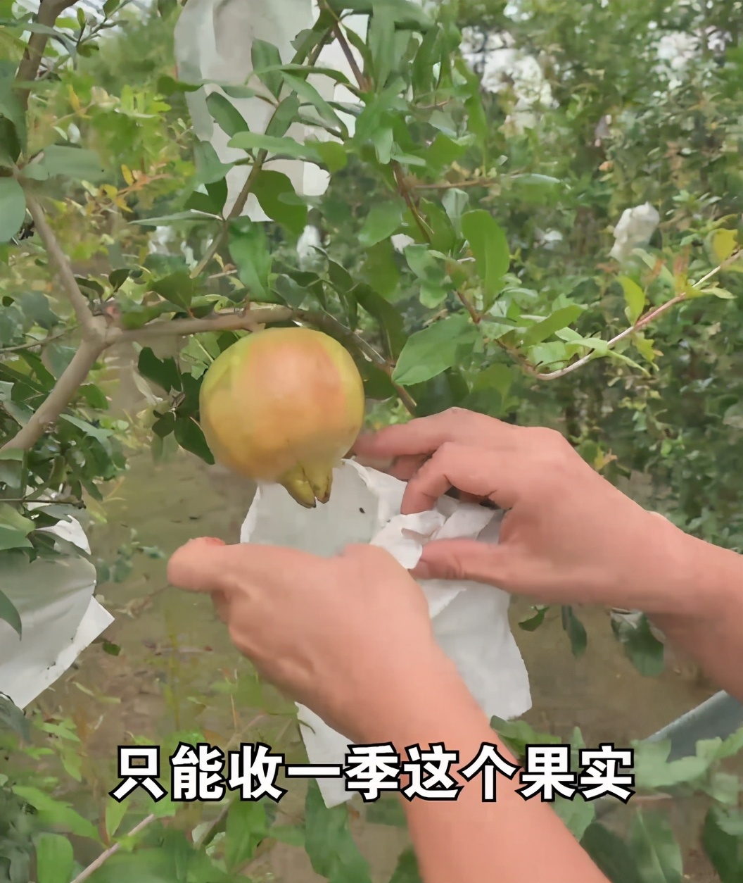 泥鳅养殖怎么收益高,泥鳅养殖前景到底如何