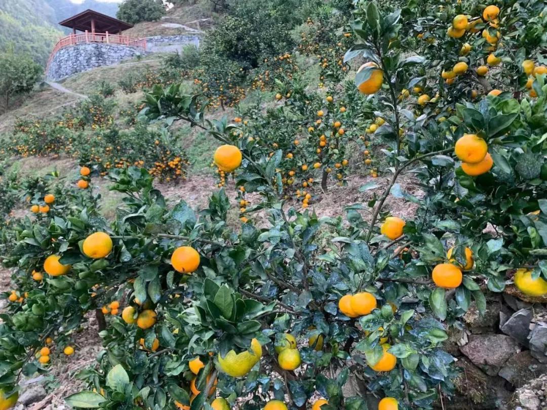 “blingbling”,黄得可爱的橘子可以从8月摘到来年2月!淳安中联村:临湖民宿处女地,甜甜蜜蜜看湖景