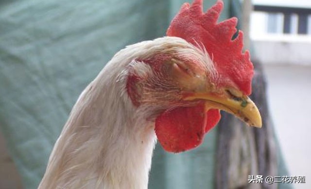 鸡有一边眼睛瞎的是什么原因,鸡一侧眼瞎是什么病