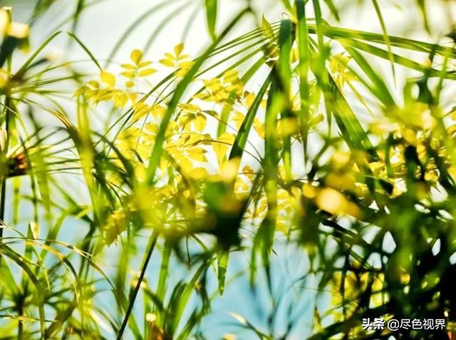 这枚“小品圣手”+吃货,从镇江飘然而过