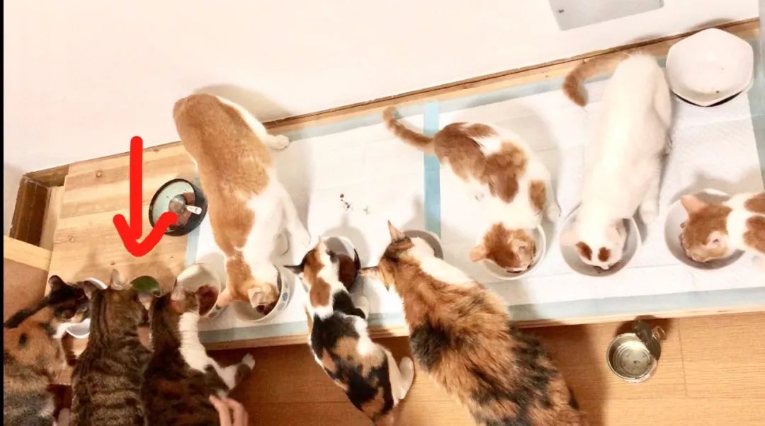 德国进口猫咪罐头,德国小李子猫咪主食罐头测评