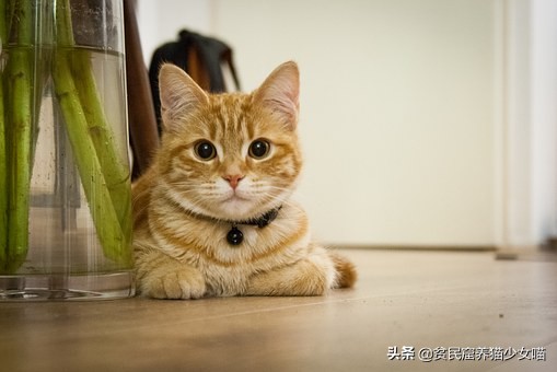 猫咪眼睛流泪是什么原因引起的,不哭不哭眼泪是珍珠什么梗