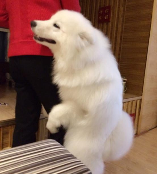 雪橇三傻萨摩耶如何训练抓野兽,萨摩耶雪橇三傻