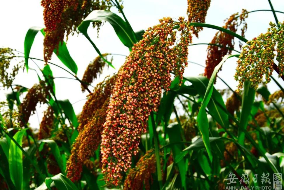 来赴一场雪乡长白山之约,来赴一场冬日的黄金之约