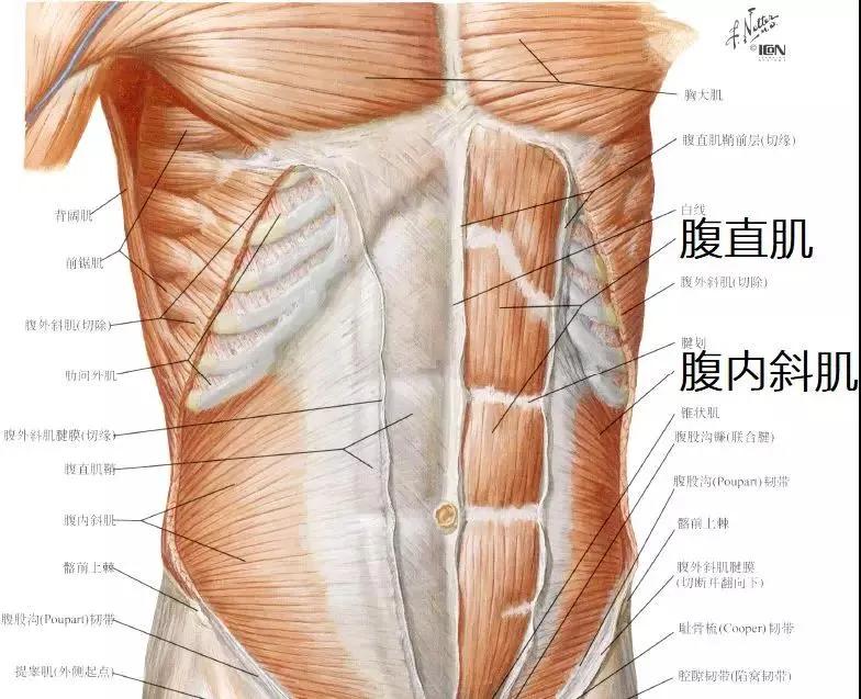 束腰导致内脏下垂漏尿,子宫脱落内脏下垂