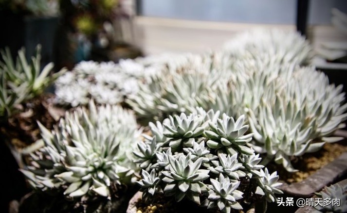 你看花如雪如霜白璧无瑕——多肉仙女杯大集合