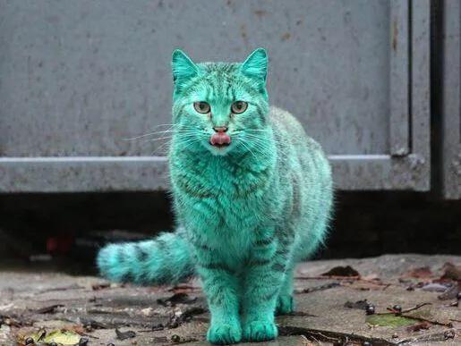 宠物美容中的常见问题及解决方法,宠物美容基础染色注意事项