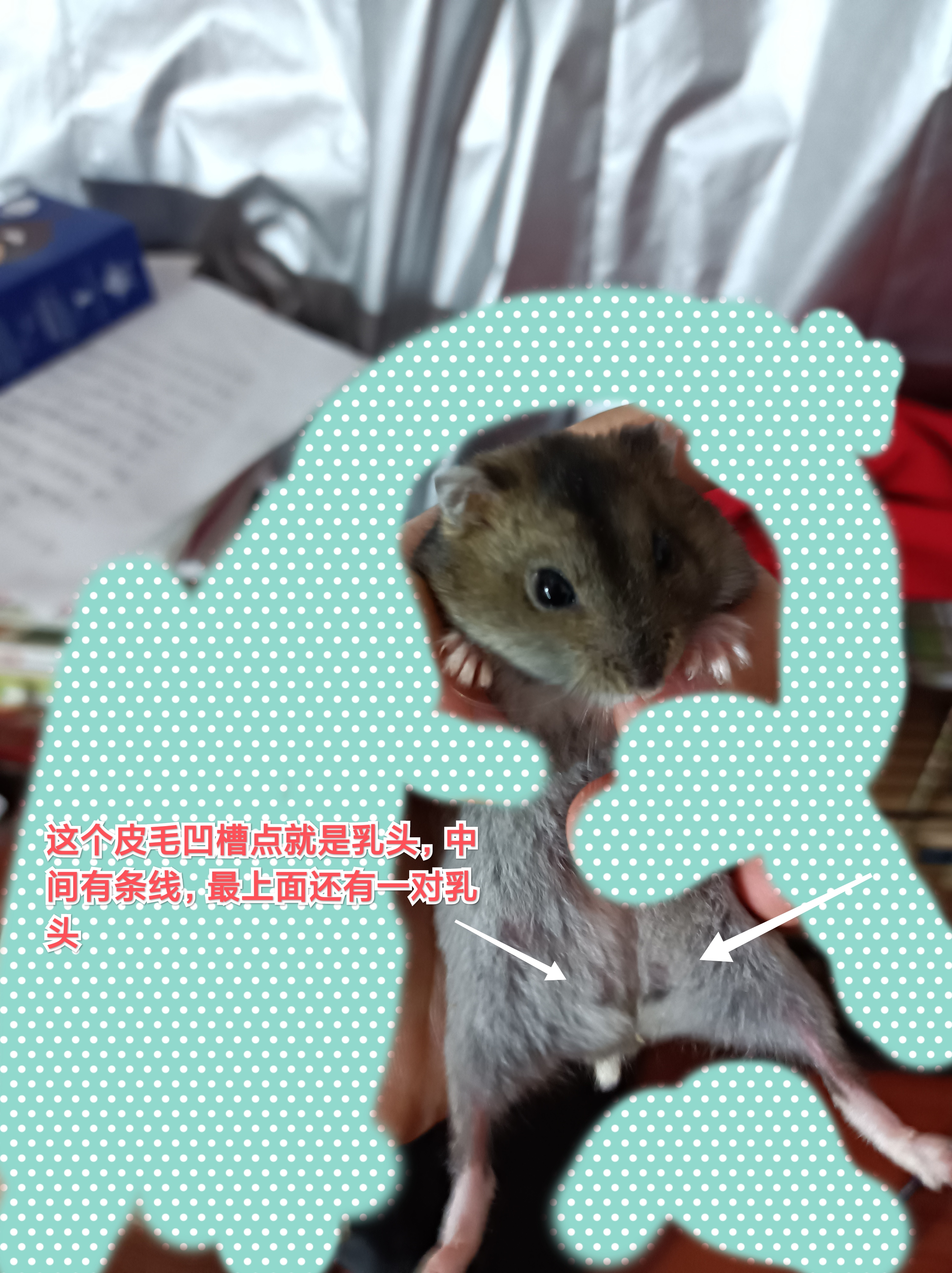 哪个品种的仓鼠容易生崽,养仓鼠新手必看