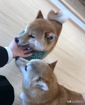 带你发现上海超治愈打卡地,上海人不会推荐的地方